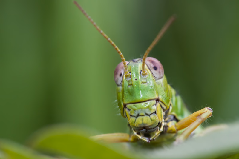 Animals Gallery Preview