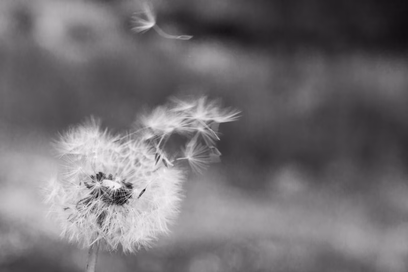 Miscellaneous - Photo 10