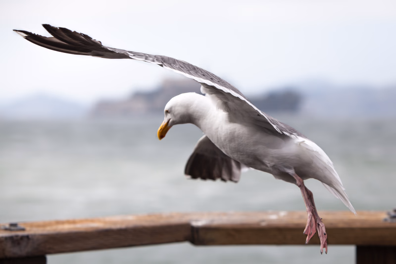 USA Wilderness - Photo 3