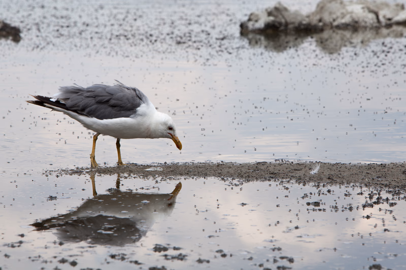 USA Wilderness - Photo 8