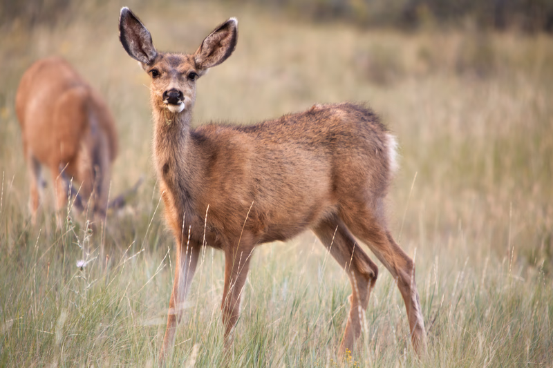 USA Wilderness - Photo 13