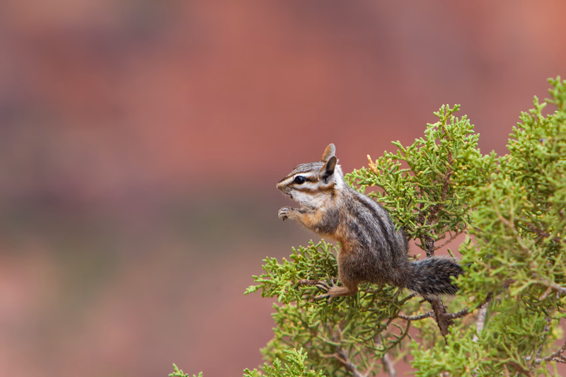 USA Wilderness - Photo 21