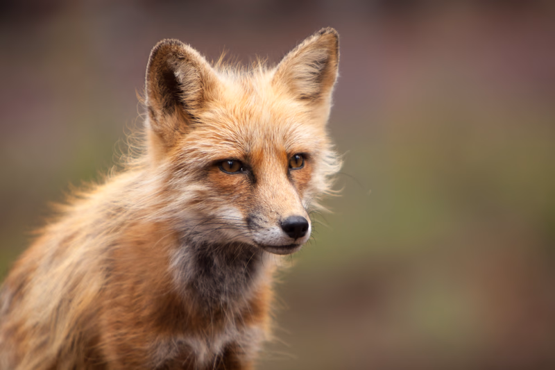 USA Wilderness - Photo 24